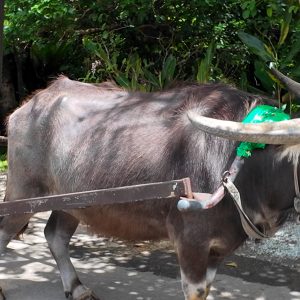 沖繩中部親子景點｜BIOS之丘完整攻略｜湖水觀賞船・水牛車・蘭花森林與亞熱帶秘境